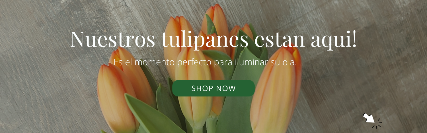 Tulipanes